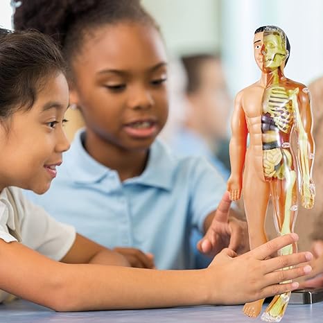 BioBuild - Modèle Anatomique Éducatif pour Enfants