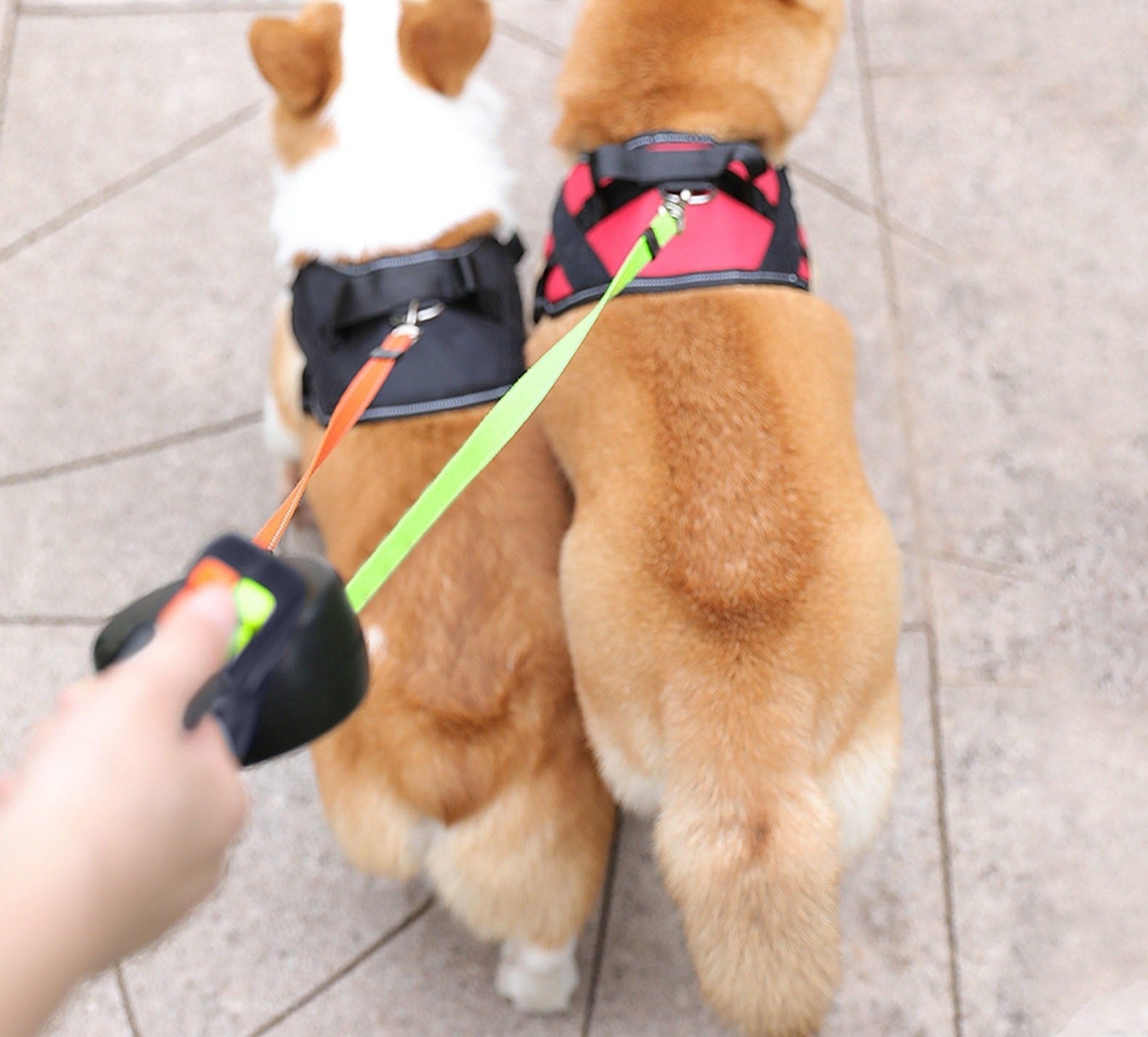 ProPet Duo Leash - Solution Ultime pour Chiens