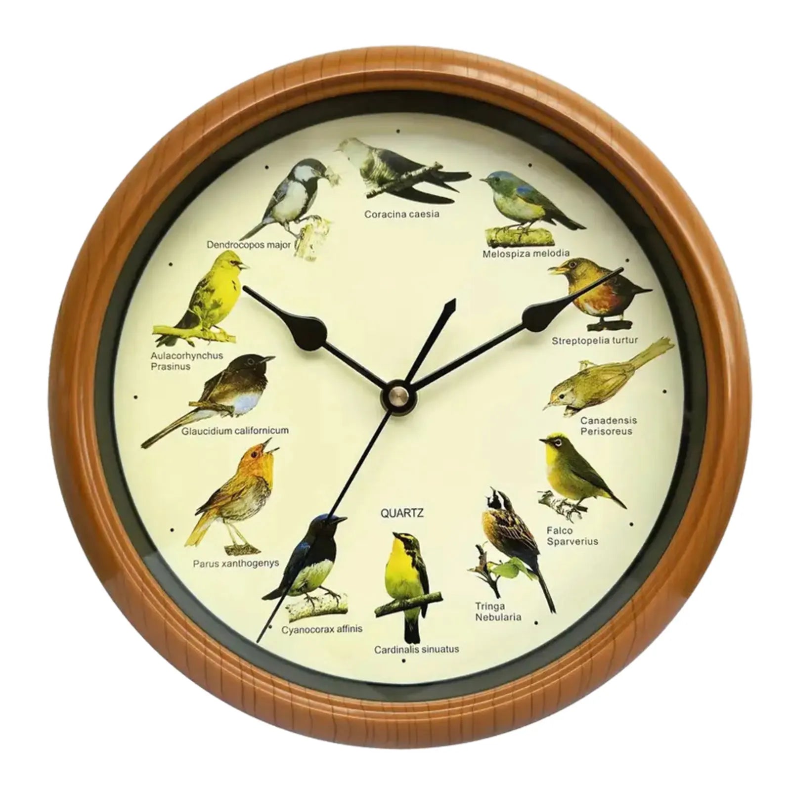 BirdSong Clock - Horloge murale 25 cm avec chants d'oiseaux