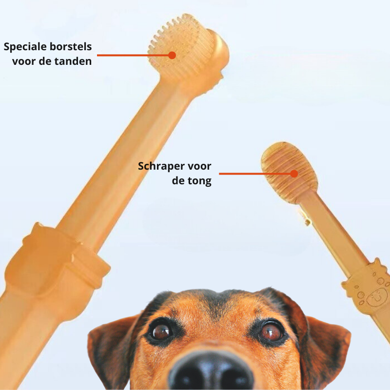 DoggyDent - Brosse à Dents Professionnelle Chien