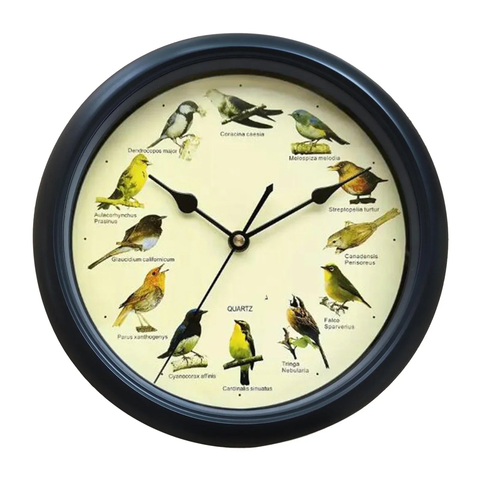 BirdSong Clock - Horloge murale 25 cm avec chants d'oiseaux
