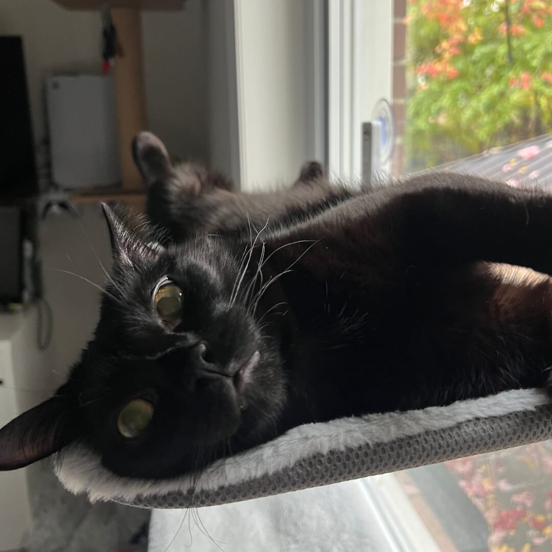 PawPerch - Hamac Chat Pliable Stylé sans Perçage