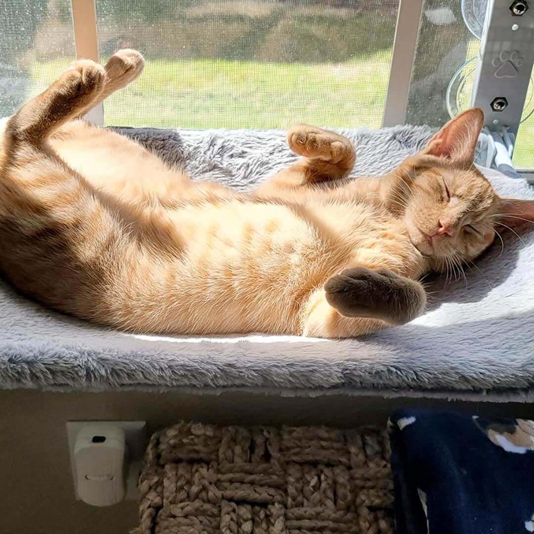 PawPerch - Hamac Chat Pliable Stylé sans Perçage